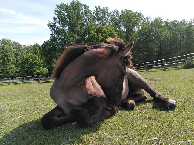 Beautiful 3 year old Quarterhorse-Criollo mare, Katarzyna Molga, Horses For Sale, Hamburg, Image 4