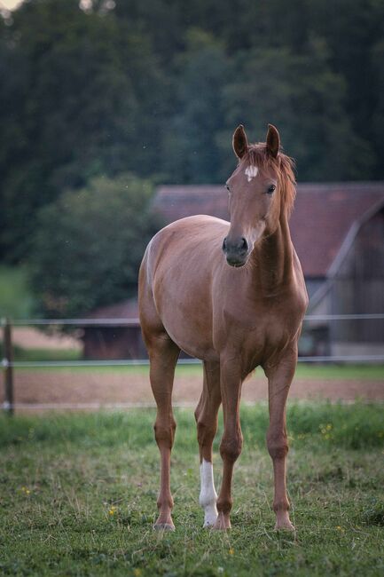 Traumhaft schöne 3-jährige Rheinländer Stute, SE, Horses For Sale, Burladingen, Image 2