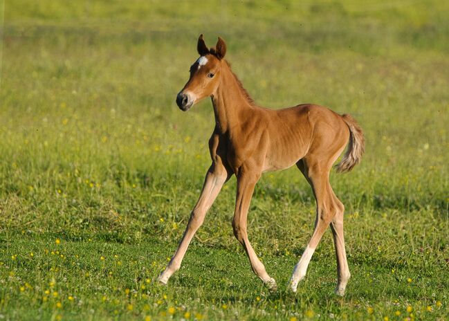 Traumhaft schöne 3-jährige Rheinländer Stute, SE, Horses For Sale, Burladingen, Image 5