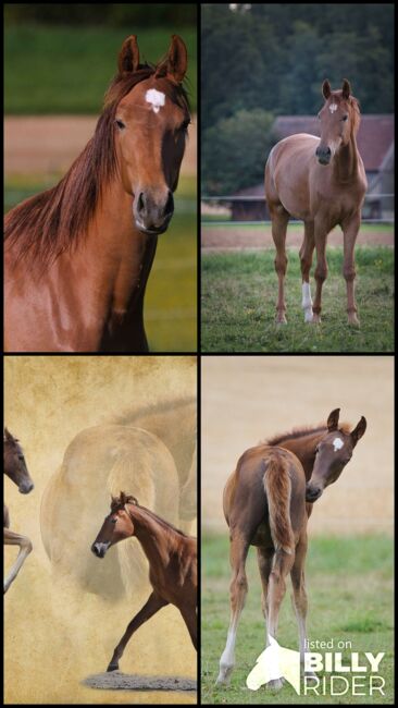 Traumhaft schöne 3-jährige Rheinländer Stute, SE, Horses For Sale, Burladingen, Image 12