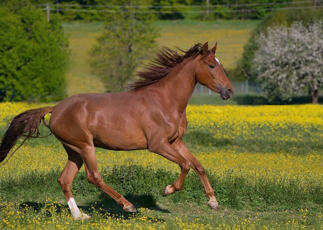 Traumhaft schöne 3-jährige Rheinländer Stute, SE, Horses For Sale, Burladingen, Image 7