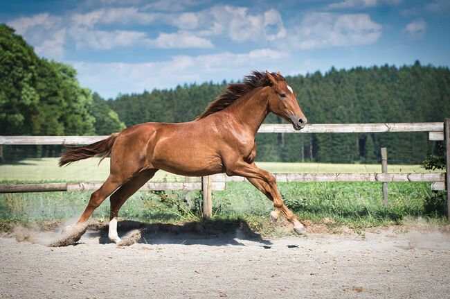Traumhaft schöne 3-jährige Rheinländer Stute, SE, Horses For Sale, Burladingen, Image 8