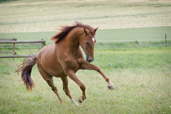 Traumhaft schöne 3-jährige Rheinländer Stute, SE, Horses For Sale, Burladingen, Image 9