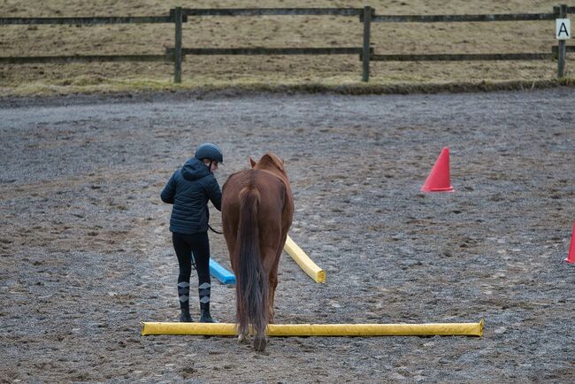 Traumhaft schöne 3-jährige Rheinländer Stute, SE, Horses For Sale, Burladingen, Image 11