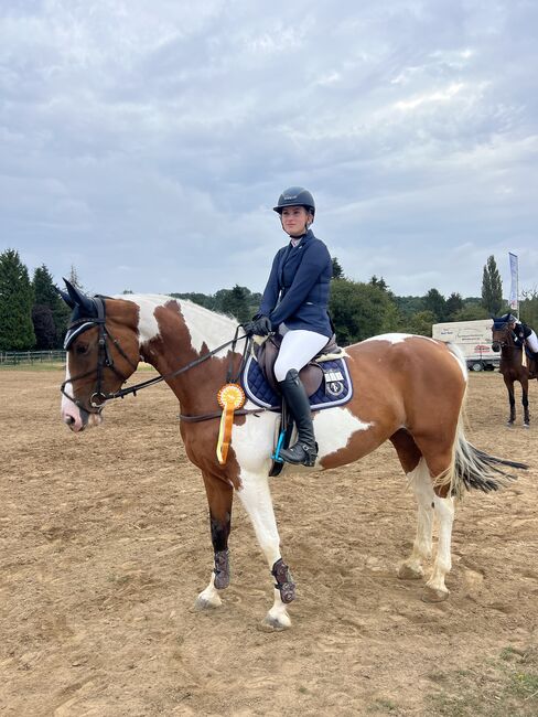 Wunderschöne 6-jährige Stute von Costolany x Quidam – Vielseitig, Unkompliziert und Zuverlässig!, Lotti, Horses For Sale, Burghaun, Image 2