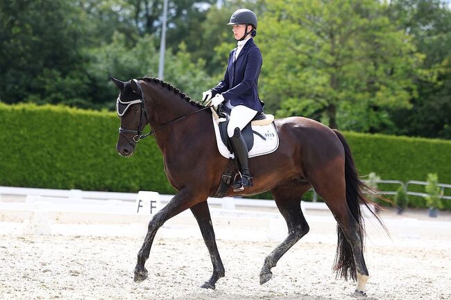 Bildhübsche 7 jährige Dressurstute zu verkaufen, Fiona Oppl, Horses For Sale, Baumgarten am Tullnerfeld, Image 3