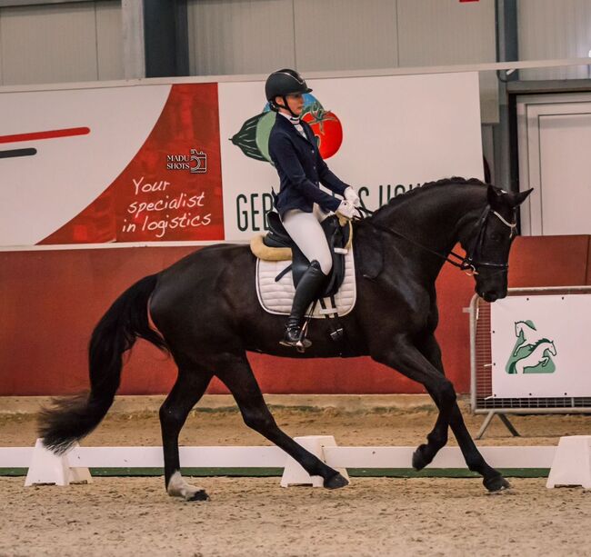 Bildhübsche 7 jährige Dressurstute zu verkaufen, Fiona Oppl, Horses For Sale, Baumgarten am Tullnerfeld, Image 4