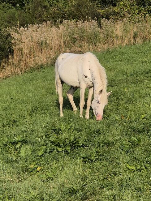 Hübsche Appaloosa-Stute, Privat, Horses For Sale, Blankenheim , Image 3