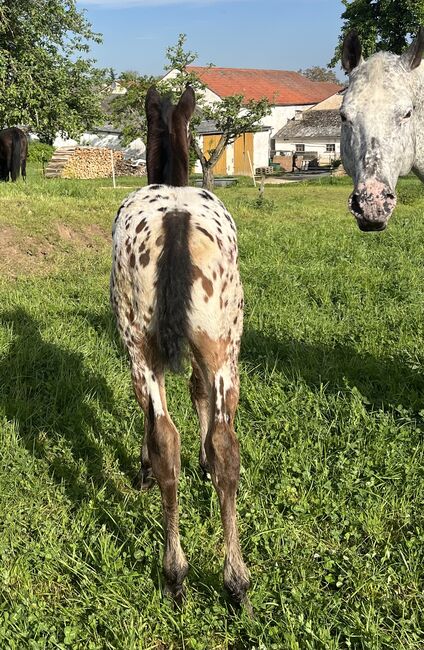 Wunderschönes Appaloosa Stutfohlen, Bernd Krämer, Horses For Sale, Pappenheim , Image 5