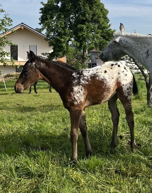 Wunderschönes Appaloosa Stutfohlen, Bernd Krämer, Horses For Sale, Pappenheim , Image 2