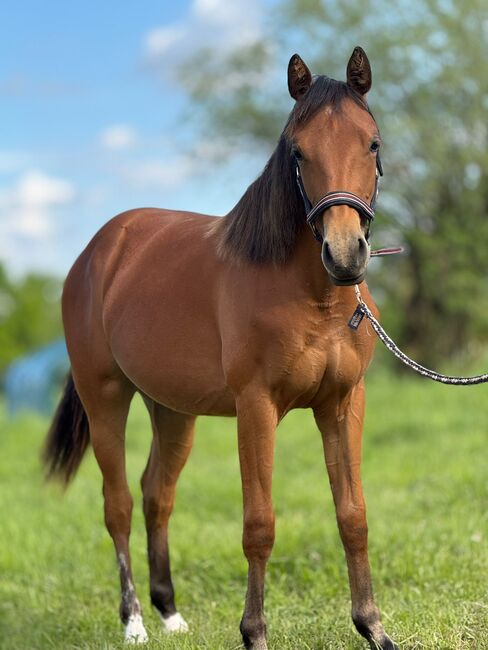 Bildschöne AQHA/APHA Stute mit erstklassiger Reining-Abstammung, Kerstin Rehbehn (Pferdemarketing Ost), Horses For Sale, Nienburg
