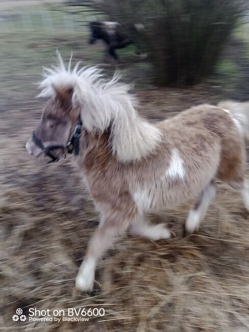 Wunderschönes Kinderpony Stute, R.J., Horses For Sale, Friedland, Image 3