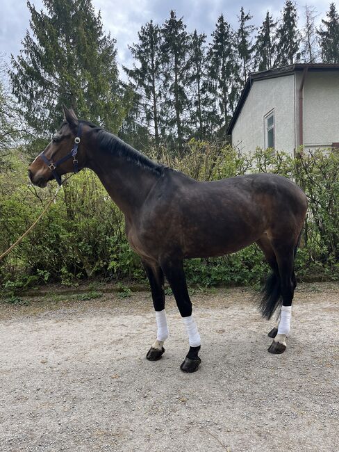Hübsche Bayernstute mit guter Abstammung, Nele Schneider, Horses For Sale, Buchen (Odenwald), Image 3