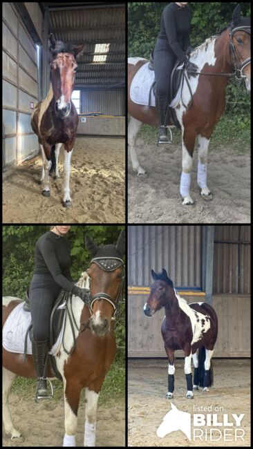 hübsche Braunscheck-Stute “Bibi”, Ute Stolzenberg, Horses For Sale, Düren, Image 4