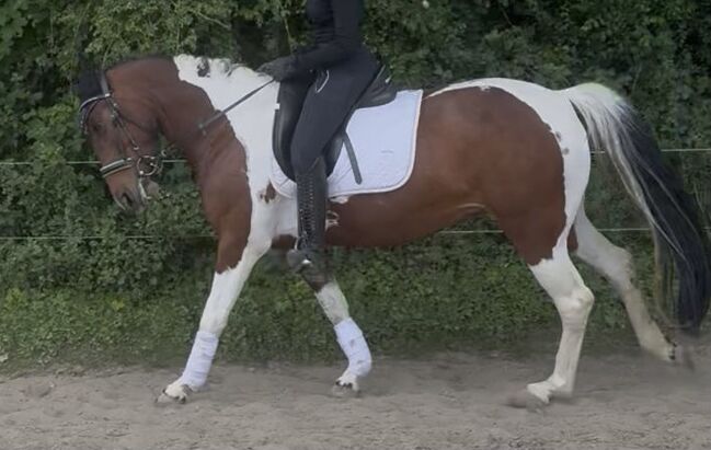 hübsche Braunscheck-Stute “Bibi”, Ute Stolzenberg, Horses For Sale, Düren, Image 5