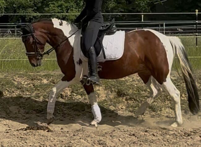 hübsche Braunscheck-Stute “Bibi”, Ute Stolzenberg, Horses For Sale, Düren, Image 3