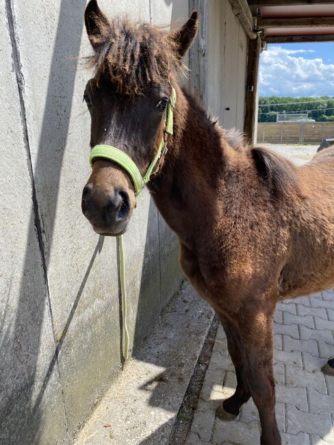 Hübscher brauner Isi Mix Wallach, Tanja , Horses For Sale, Nürtingen , Image 2