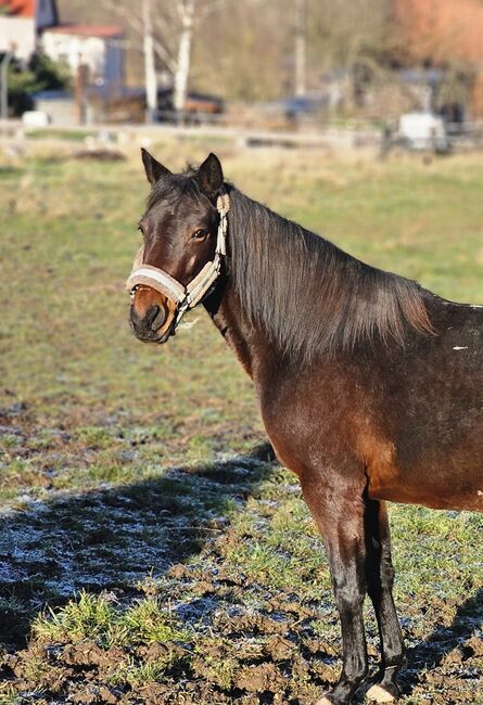 Hübsche Connamara Trabermix Stute, Michèle Haupt, Horses For Sale, Camburg , Image 2