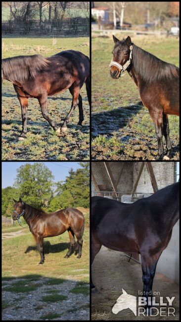 Hübsche Connamara Trabermix Stute, Michèle Haupt, Horses For Sale, Camburg , Image 11