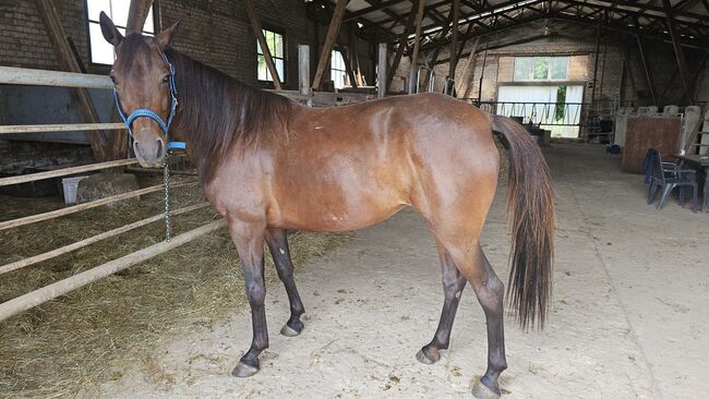 Hübsche Connamara Trabermix Stute, Michèle Haupt, Horses For Sale, Camburg , Image 8