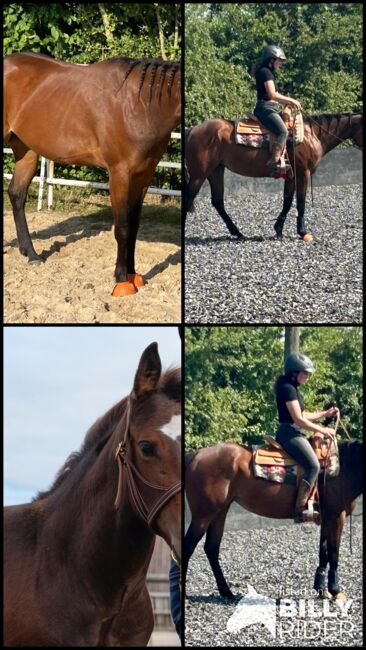 Bildhübsche, feine Quarter Horse Stute, Kerstin Rehbehn (Pferdemarketing Ost), Horses For Sale, Nienburg, Image 6