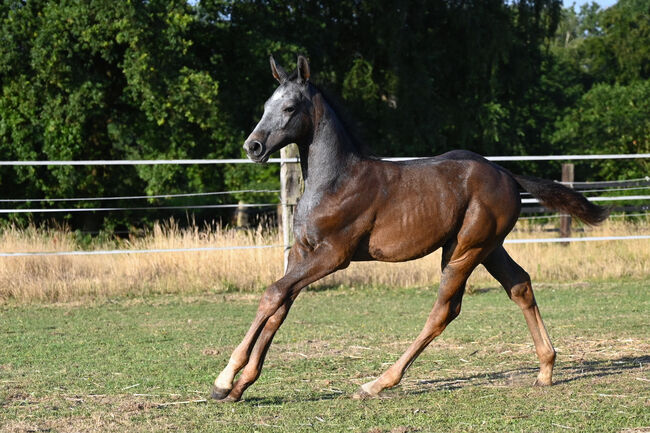 Wunderschönes Hengstfohlen von Durantos RR, Edith Rülck, Horses For Sale, Haltern am See, Image 5