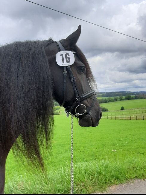 Wunderschöne Friesenstute zu verkaufen, Maike, Horses For Sale, Heinsberg 