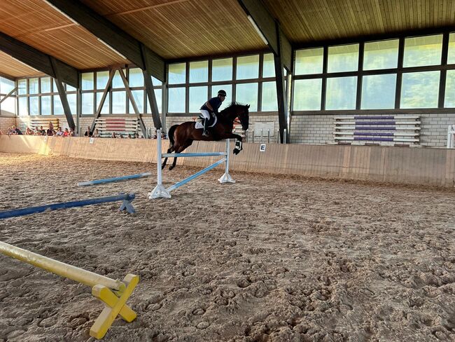 Hübsche Vollblutstute zu Verkaufen, Michael Büttner, Horses For Sale, Weidenberg, Image 2