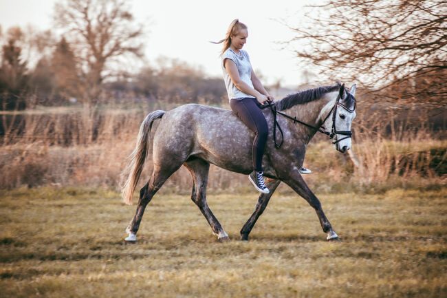 Schöne Apfelschimmel Stute, Alice Kirsch, Horses For Sale, Staßfurt , Image 10