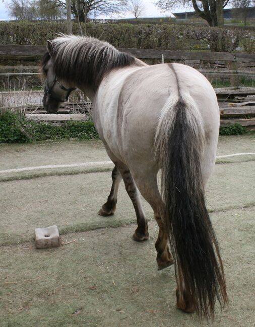Wunderschöne Grulla Stute, Tina, Horses For Sale, Calden, Image 3