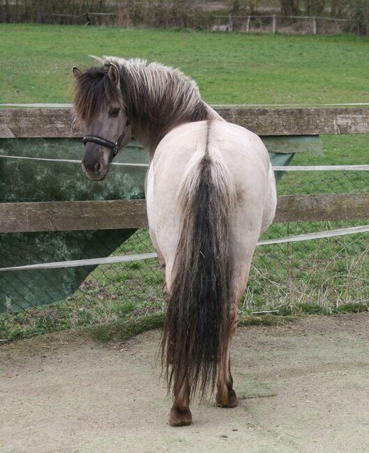 Wunderschöne Grulla Stute, Tina, Horses For Sale, Calden, Image 4