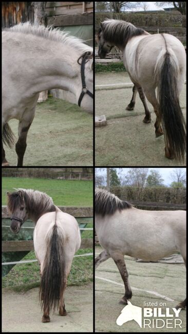 Wunderschöne Grulla Stute, Tina, Horses For Sale, Calden, Image 6