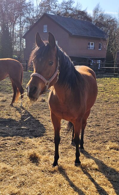 Wunderschöne Gold Prämierte Vollblutaraber Stute, Daniela , Horses For Sale, Vinnum , Image 2