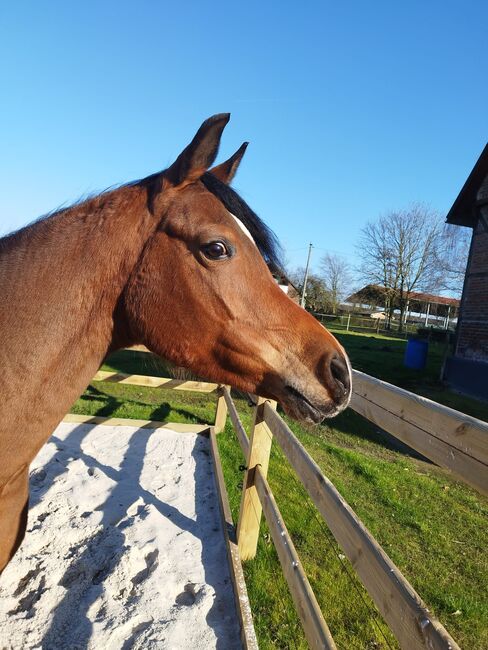 Wunderschöne Gold Prämierte Vollblutaraber Stute, Daniela , Horses For Sale, Vinnum , Image 3