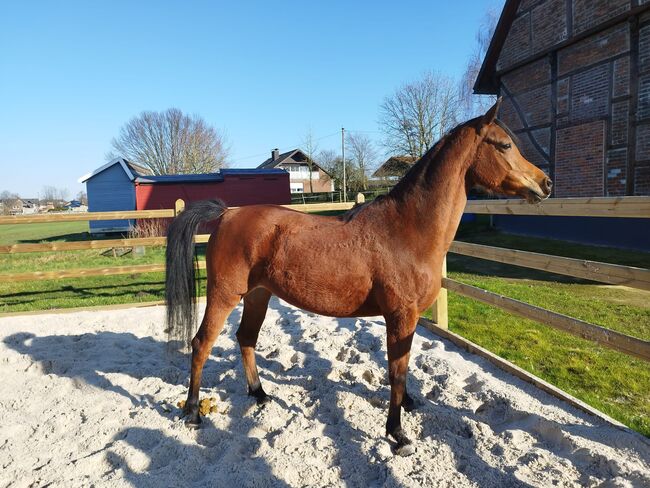 Wunderschöne Gold Prämierte Vollblutaraber Stute, Daniela , Horses For Sale, Vinnum , Image 4