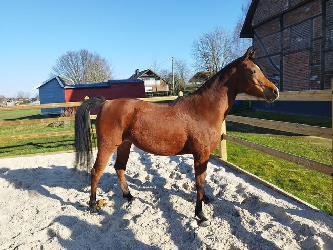Wunderschöne Gold Prämierte Vollblutaraber Stute, Daniela , Horses For Sale, Vinnum , Image 6