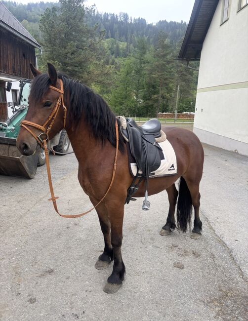 Hübsche Hafi Frieden Mix Stute, Anna Bischof, Horses For Sale, Sankt Peter am Kammersberg
