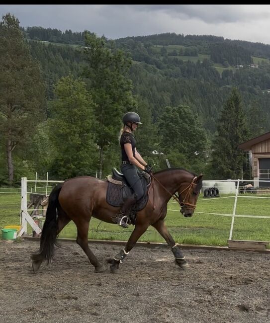 Hübsche Hafi Frieden Mix Stute, Anna Bischof, Horses For Sale, Sankt Peter am Kammersberg, Image 2