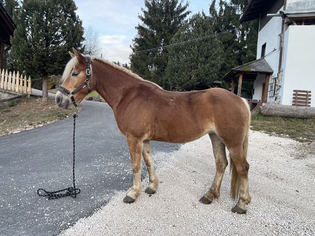 Schöne Haflingerstute, Eisath Laura , Horses For Sale, Bozen, Image 5