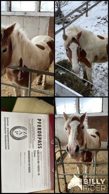 Schöne Haflinger Tinkerstute, Stefan Haas, Horses For Sale, Mitterberg, Image 5