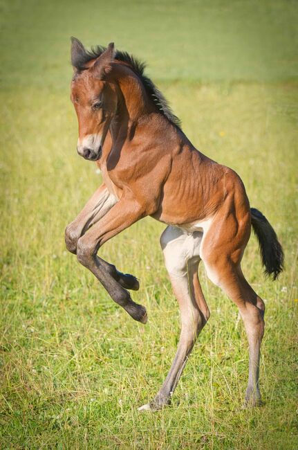 Traumhaft schöne Hannover Jährlingsstute, SE, Horses For Sale, Burladingen, Image 5