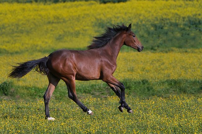 Traumhaft schöne Hannover Jährlingsstute, SE, Horses For Sale, Burladingen, Image 6