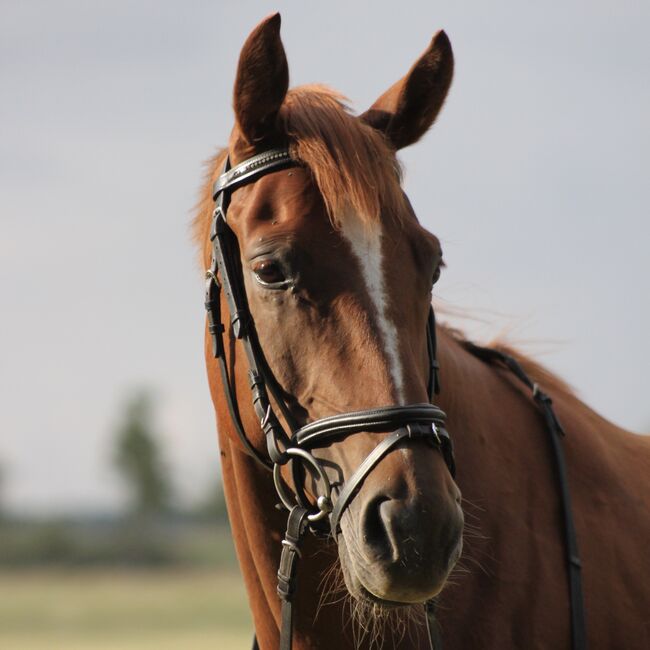 Hübsche Hannoveraner Stute, Suvi Greszus, Horses For Sale, Bad Bevensen