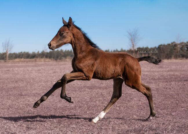 Bildschönes Springfohlen mit großer Perspektive - Diamant Dream, 6.700, Horses For Sale, Pobiedziska 