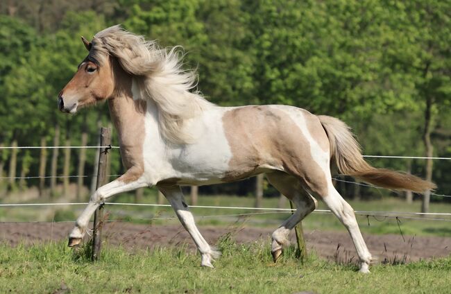 Bildhübsche Isländerstute, Daniela , Horses For Sale, Vreden 