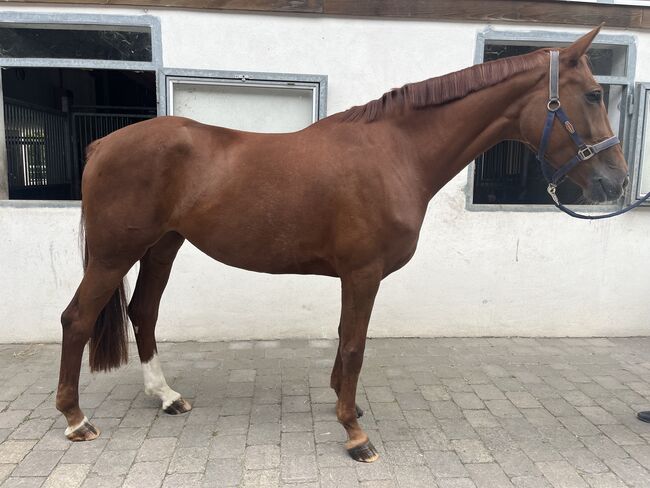 Wunderschöne Fuchsstute mit Herz & Perspektive, Lia , Horses For Sale, Leingarten , Image 4