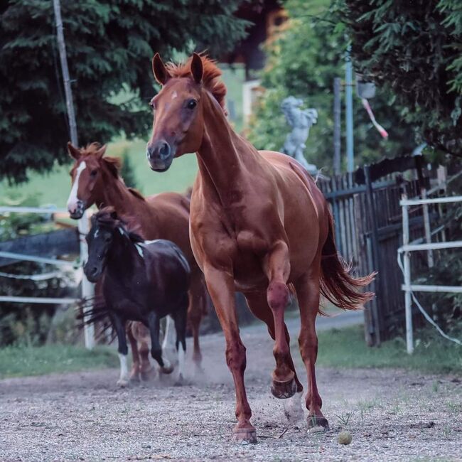 Bildschöne Fuchsstute, Natascha, Horses For Sale, Ferlach 