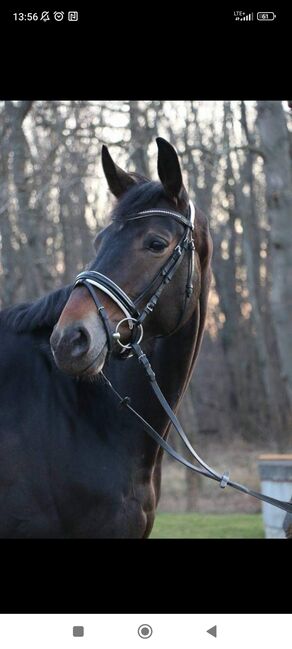 Wunderschöne Kwpn Stute, Theresa, Horses For Sale, St. Pölten , Image 3