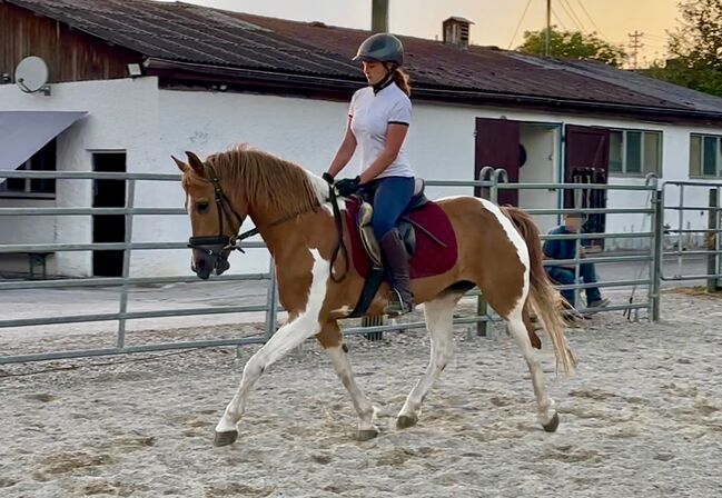 Hübsche Lewitzer Scheckstute, HP, Horses For Sale, Ellgau , Image 2