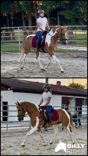 Hübsche Lewitzer Scheckstute, HP, Horses For Sale, Ellgau , Image 3